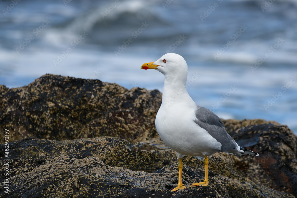 Fototapeta premium GAVIOTA
