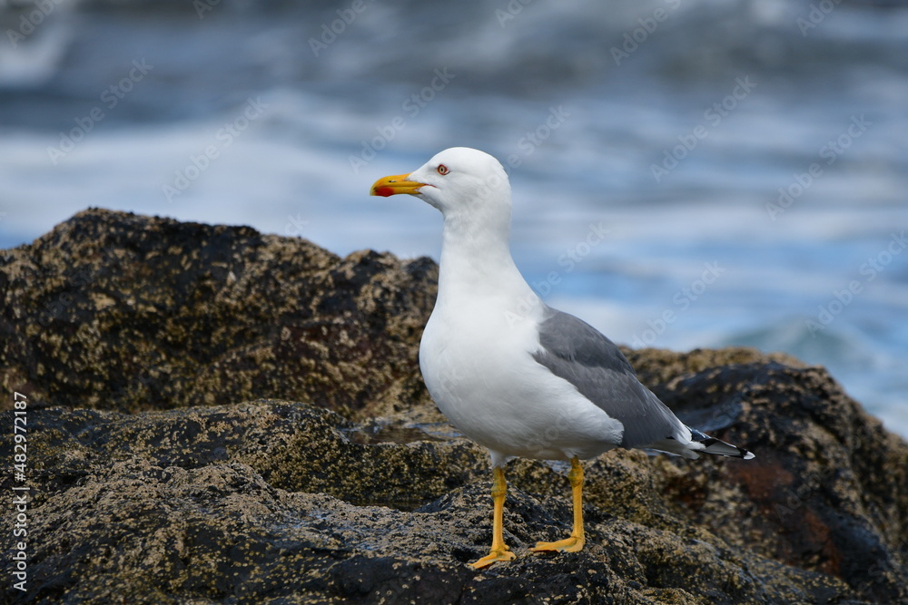 GAVIOTA GAVIOTA
