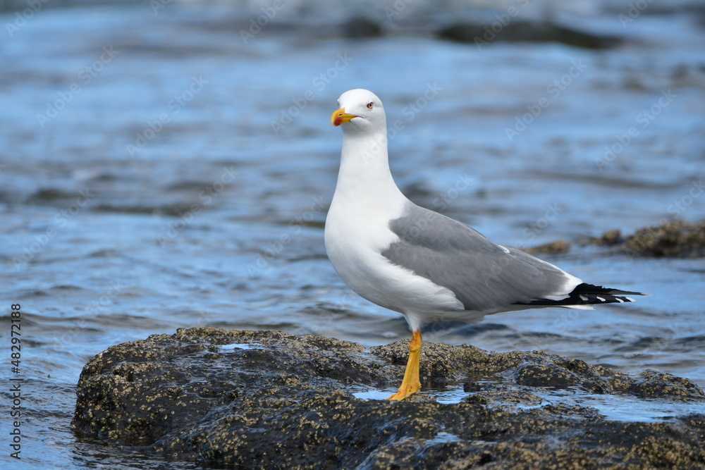 Fototapeta premium GAVIOTA