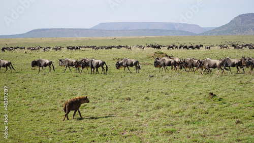 herd of sheep © TravelLensPro