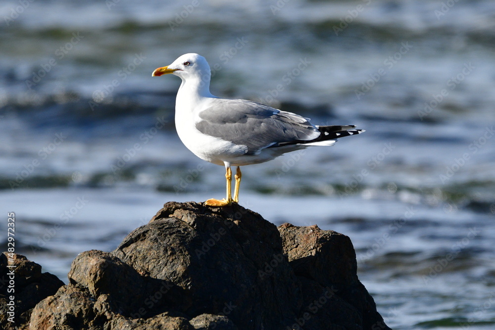 Fototapeta premium GAVIOTA