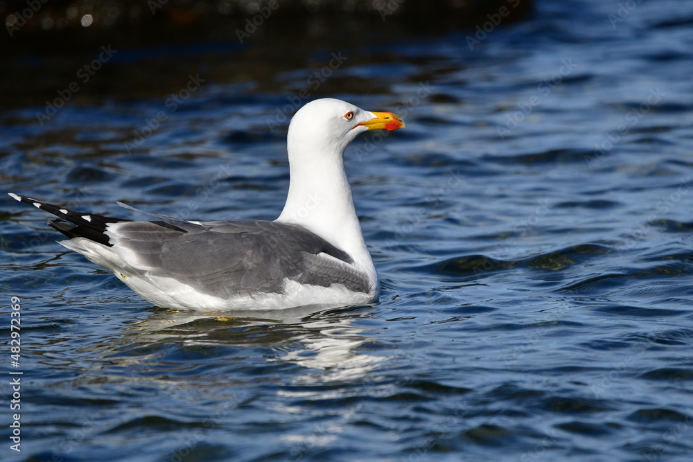 GAVIOTA