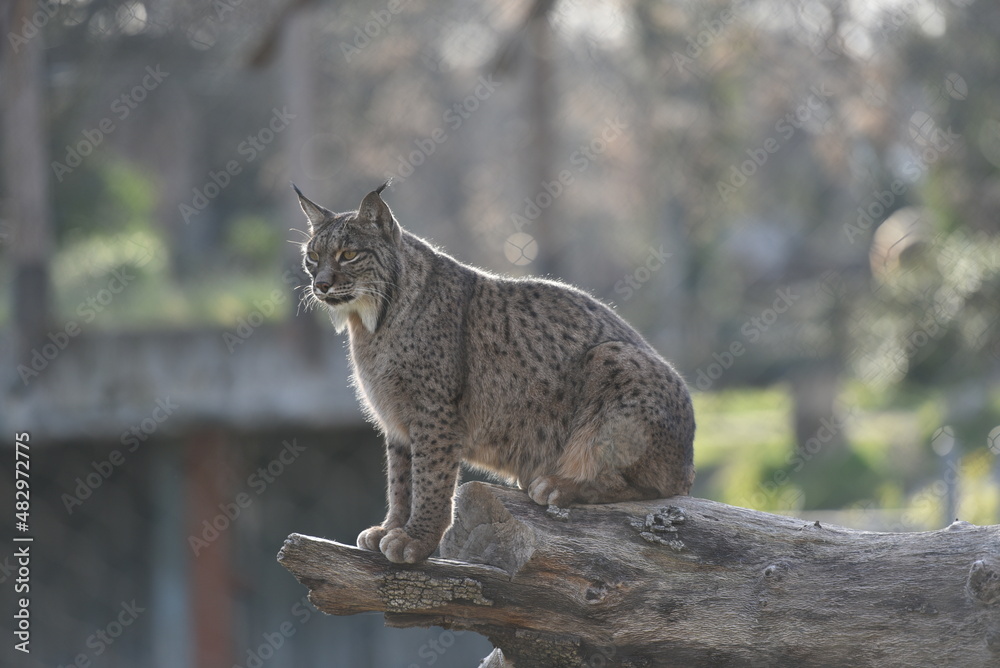 Obraz premium Felinos