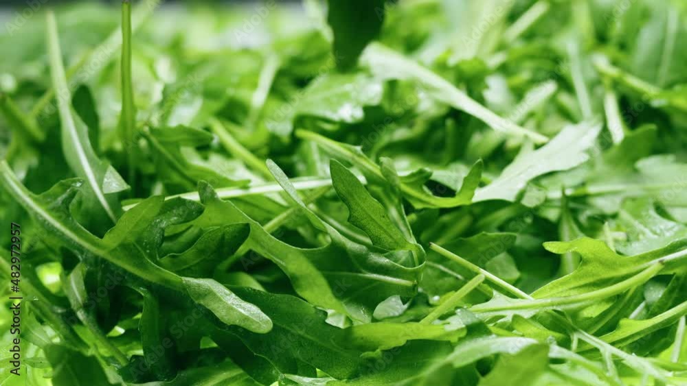 Arugula close-up. Salad green leaves background. Fresh rucola, lettuce. Raw vegetable leaf. Arugula close-up. Salad green leaves background. Fresh rucola, lettuce. Raw vegetable leaf.
