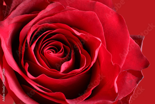 Big dark red rose on red background. Closeup. Macro