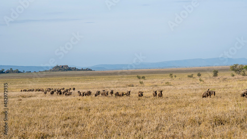 herd of wildebeest