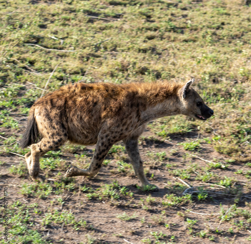 spotted hyena in the savannah © TravelLensPro