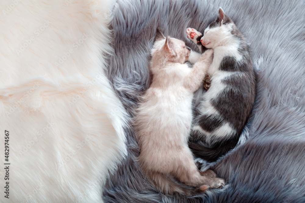 Obraz premium Cute Couple little happy kittens in love sleep together on gray fluffy plaid. Two cats pets animal comfortably sleep relax at cozy home. Banner for Valentine Day with copy space
