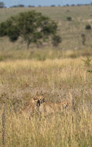 Fototapeta Naklejka Na Ścianę i Meble -  male lion cub