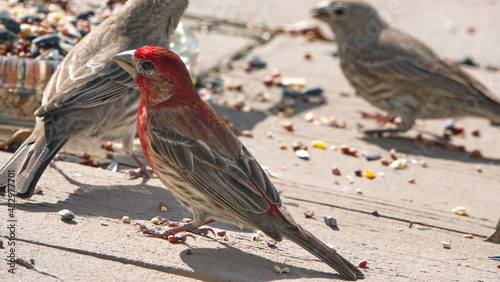 House finches (Haemorhous mexicanus) eating bird seed on a patio in a backyard in Panama City, Florida, USA