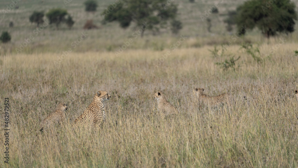 Fototapeta premium gepard cheetah family serengeti safari