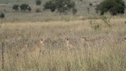 gepard cheetah family serengeti safari
