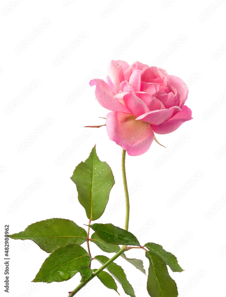 fresh pink rose, isolated on white background, closeup with water droplets