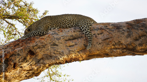 leopard resting on the tree