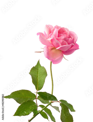 fresh pink rose  isolated on white background  closeup with water droplets