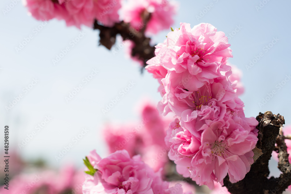 枝いっぱいのピンクの桃花 枝いっぱいのピンクの桃花