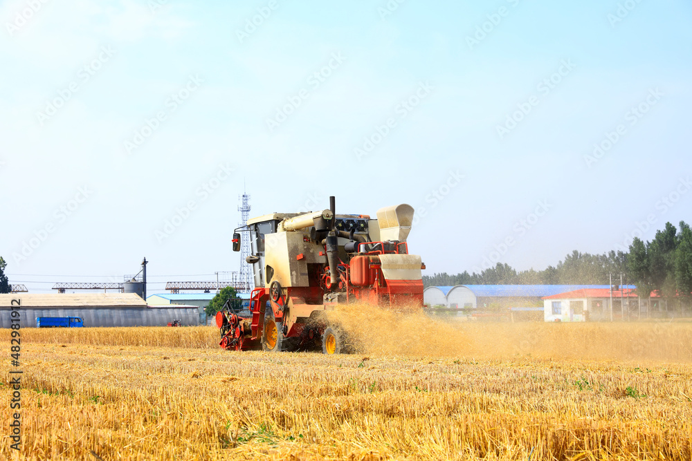 Naklejka premium combine harvester working on a wheat field