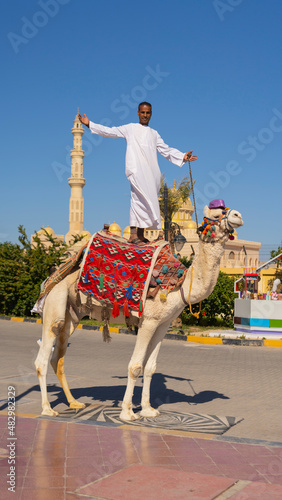 Arab man shows a trick - stands astride a white camel in a tourist area near El Mina mosque in Hurghada city, Egypt. Middle East