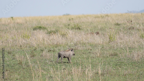 Fototapeta Naklejka Na Ścianę i Meble -  warthog in the savannah
