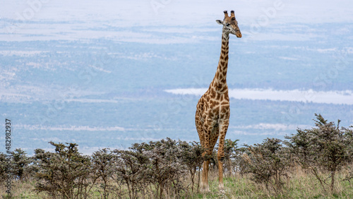 giraffe in the savannah