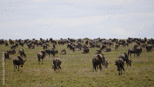 herd of wildebeest © TravelLensPro