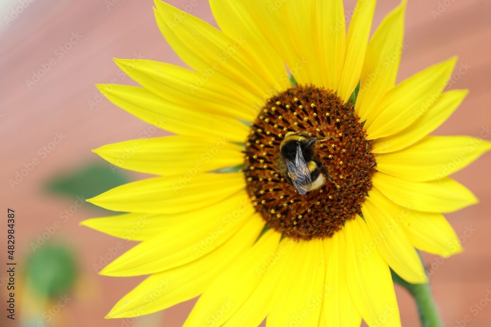 Fototapeta premium sunflower with bee