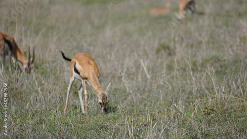 Fototapeta Naklejka Na Ścianę i Meble -  red tailed deer
