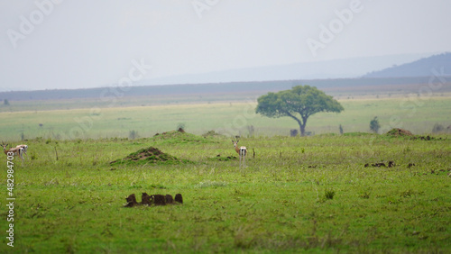 herd of cows