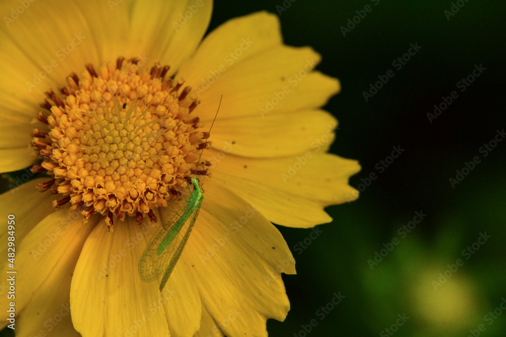 Insects inhabiting wild plants Insects inhabiting wild plants