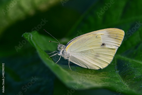 Insects inhabiting wild plants