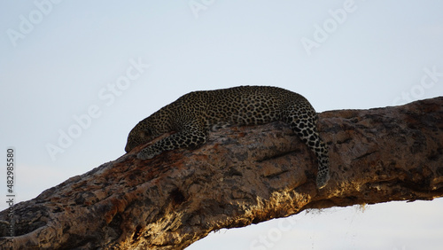leopard in serengeti Afrika sleeping on a tree
