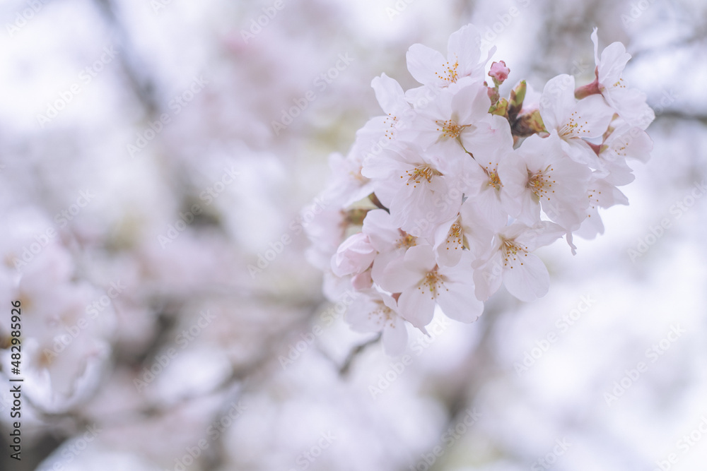 ソメイヨシノの桜の花が満開 春のお花見スポット 日本九州福岡県久留米市