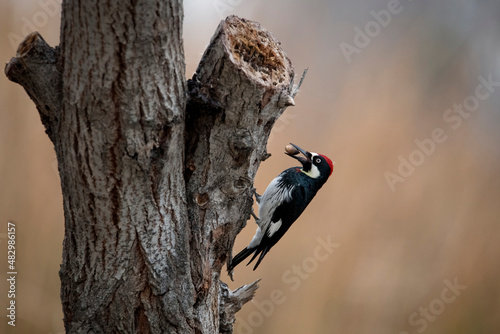 Acorn woodpecker on a tree trying to hide acorn
