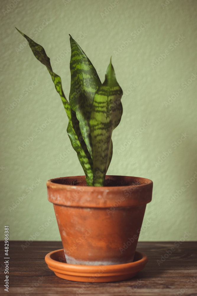 Fototapeta premium plant in a pot snake plant 