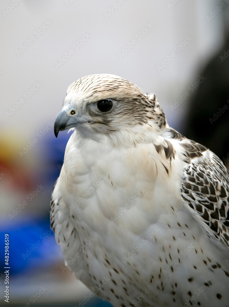 Gyrfalcon at the Falcon Hospital in Abu Dhabi Gyrfalcon at the Falcon Hospital in Abu Dhabi