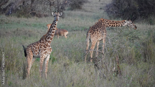 giraffe in the savannah © TravelLensPro