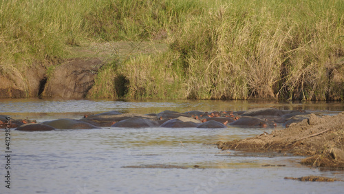 nilpferd hippos animals in the swamp