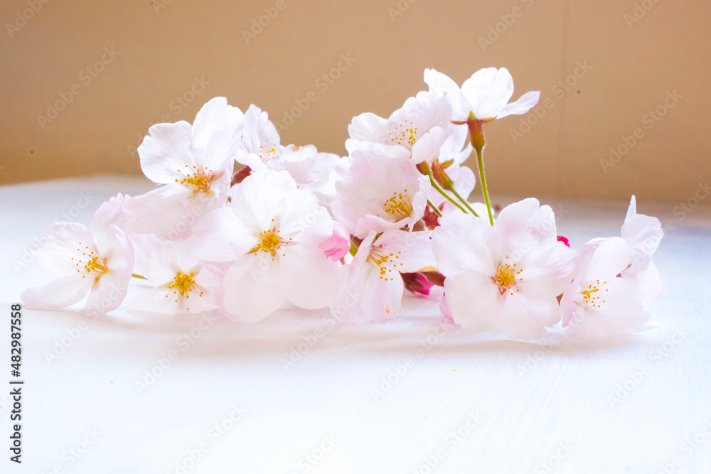 白い机の上の桜