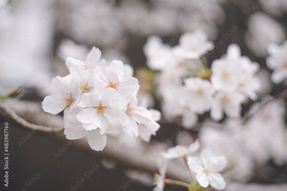 ソメイヨシノの桜の花が満開 春のお花見スポット 日本九州福岡県久留米市