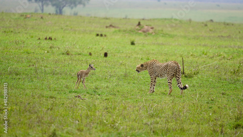 giraffe in the savannah