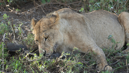 lion cub and lioness eating
