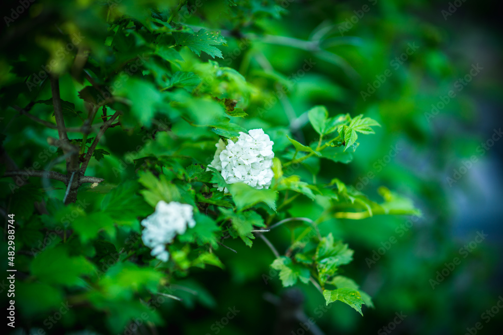 Guelder rose (viburnum opulus) white blossom branches. Selective focus. Guelder rose (viburnum opulus) white blossom branches. Selective focus.