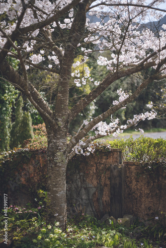 満開の桜の花の庭 春のお花見 日本九州福岡県久留米市 © mm