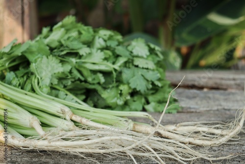 Fresh green coriander on brown wood background