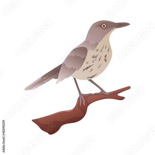 Brown Thrasher Perched on branch with isolated background