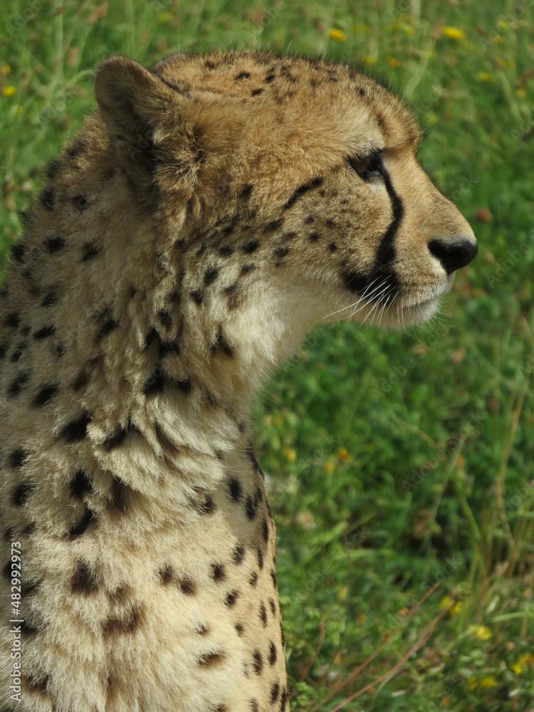 Guépard Guépard