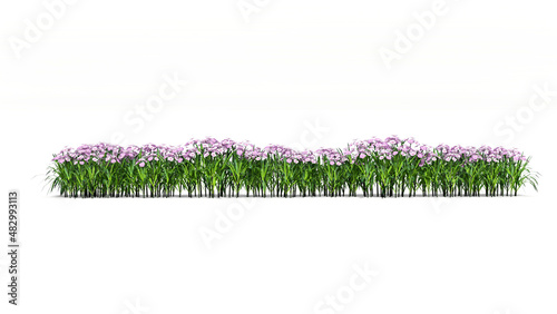 3d grass with flowers isolate on white background