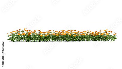 orange flowers and green grass 3D  isolated on white background