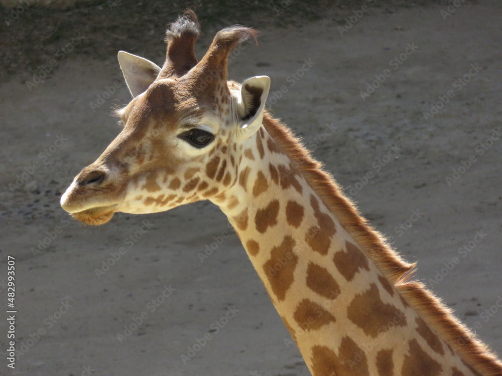 Obraz premium Giraffe face