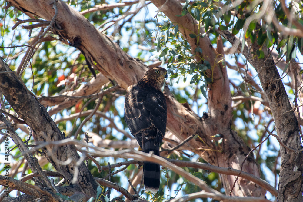 A Coppers Hawk sitting in a tree A Coppers Hawk sitting in a tree